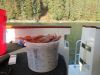 80 total prawns, 5 qts, a record for John-boy!!!