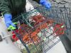Now that is a pot of King crabs......wow, all undersized so no keepers