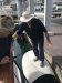 Andy on the big fenders on the pontoon at Hairdo.....like balancing on a rolling log.....we eventually moved to the other side of the pontoon to make it easier to get off the boat!