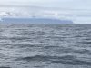 Orca whale!!