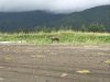 Alaska Brown Bear up close but not too personal!!