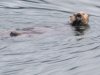 Otter eating a clam!!!