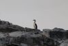 Blue-eyed Shag (cormorant)