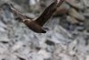 Brown Skua