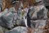 Loved when they stretched their necks and let out a....well, penguin speak/song:)))