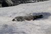 The Weddell seal on the way back still snoozing!!