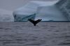 The yellow on white spots on tail is caused by plankton!