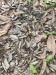 Jaguar Poo