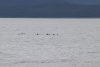 Many sea otters