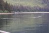 One of the whales was trying to circle the herring. Sharon captured the actual bubble netting you can see later in the gallery!