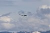 Soaring Bald Eagle