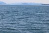 Lots of sea otters