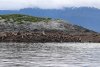 More pictures of the sea lions at Rocky Point