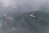 Dalls Porpoises