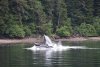 Whales bubblenet feeding in Port Frederick