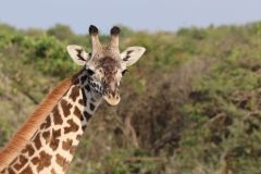 Kenya Maasai Mara and Nairobi NP Days 5-11 (gallery 1) 