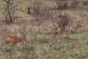 Male impalas playing