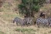 Zebras playing