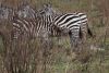 Young zebra suckling