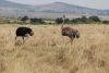 Male and female ostrich with 12+ chicks, 1-2 days old!!