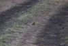 Little bee-eater
