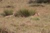 Two young males that eventually try to hunt some zebras