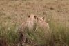 They have seen the zebras and started to hunt!!
