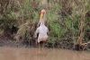 Yellow-billed Stork