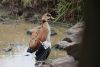 Egyptian Goose