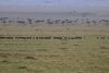 Some long wildebeest trains