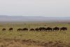 They are actually headed southwest back to the Serengeti where they came from. They should be heeded northeast