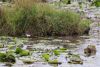 Black Crake amongst the water lillies