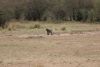 Baboons!!!