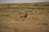 Two male lions.....a woman on our safari spooked them when she went too far from the truck on a walk after lunch!!!