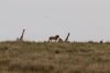 Nice picture...lions and giraffes silhouetted against the sky!!