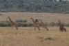 The other giraffes looking at the two male lions