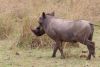 Warthog on the move