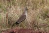 Wattled Lapwing