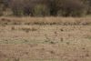 Two jackals running away!!