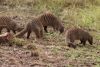 Banded Mongoose