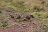 Usually they run away but they like something here!!
