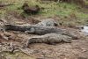 Lots of crocodiles!!