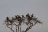 Tree full of vultures!!
