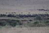 One brave  wildebeest is going down the cliff!!