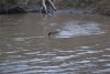 This is the baby wildebeest whose mom got taken by a crocodile. The poor thing was neighing in search for his lost mom!!