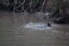 There is the big crocodile with the mom wildebeest in it's jaw still holding it underwater