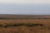The next morning and more herds close to the river....could we get another crossing??
