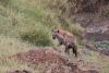 We found some hyaenas just finishing a kill!!