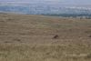 Could that be a lion on it's back with its white belly showing??