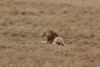 It sure was....a gorgeous male lion!!